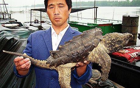 渔民捕捞到奇怪生物 像龟像鳄又像恐龙