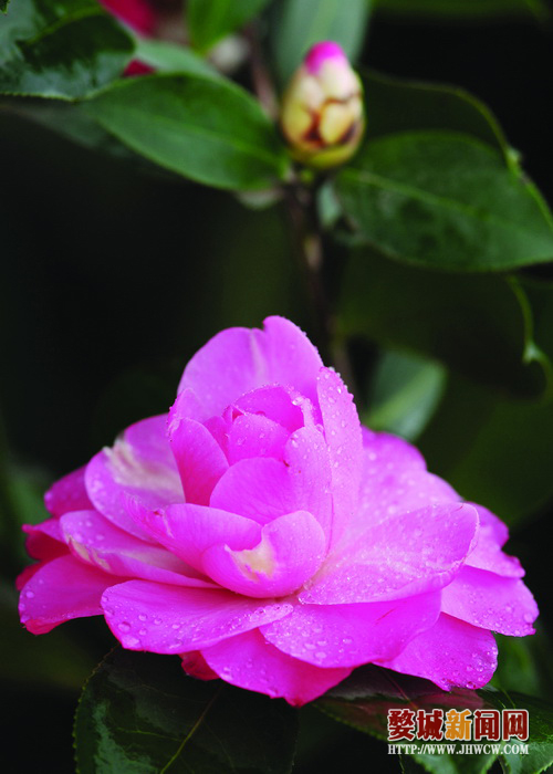 (一)青梅你拥有郊外的一所阁楼阳光的鹤影,流水的翎羽草野飞扬的少年